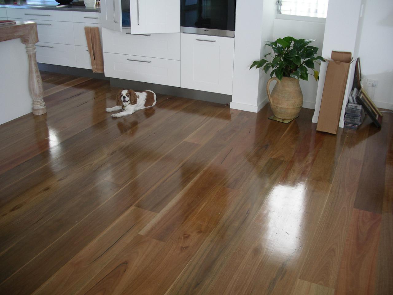 T&G solid timber floor in a Brisbane kitchen, with a spaniel resting on the boards